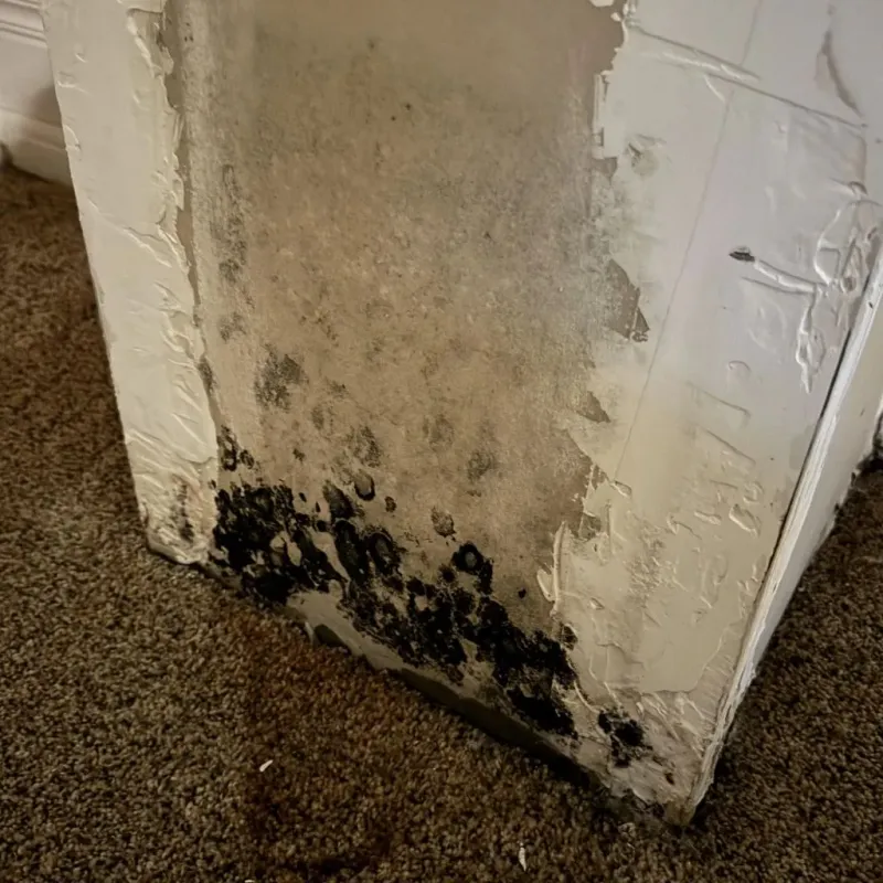 Professional Mold Removal in Halifax County, VA